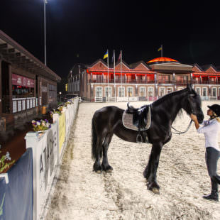 урок верховой езды в загородном клубе