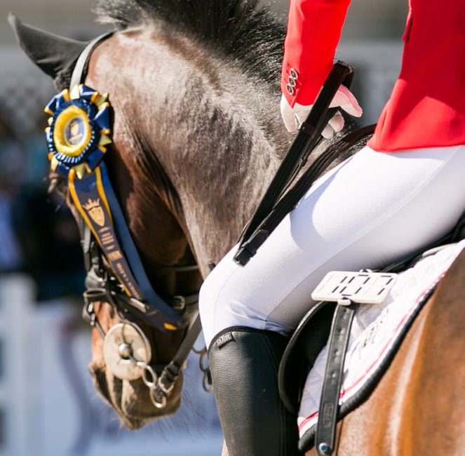 стоимость уроков верховой езды