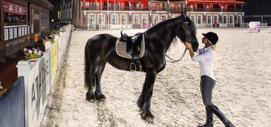 аренда клубной лошади в equides club